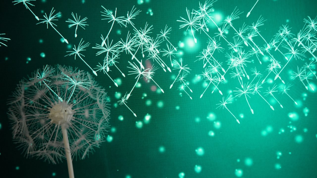 Delacon Dandelion