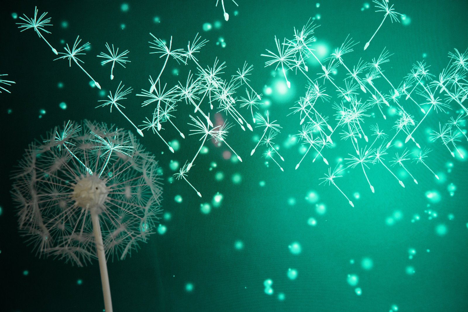 Delacon Dandelion
