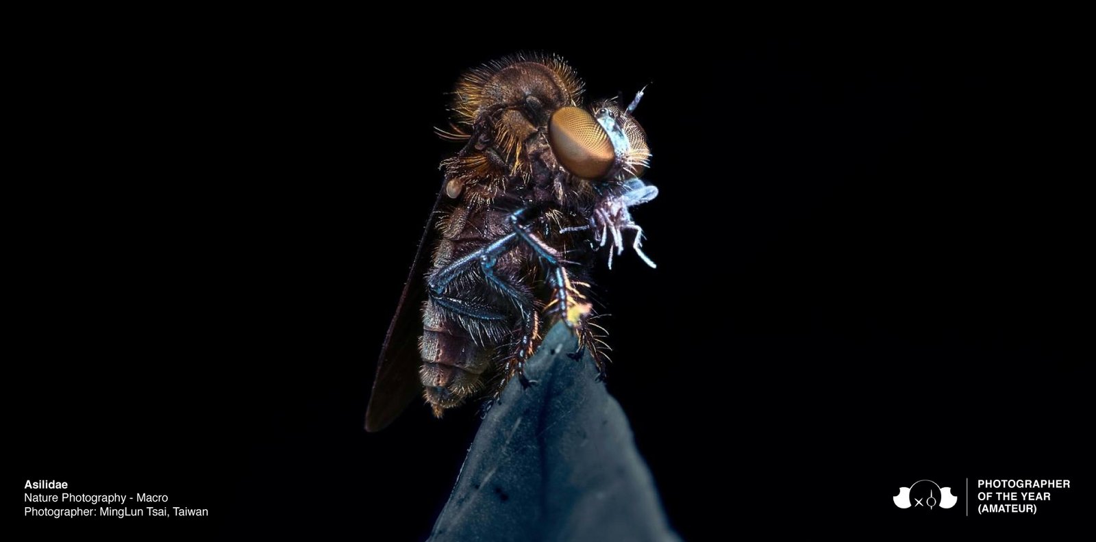 Asilidae | Minglun Tsai