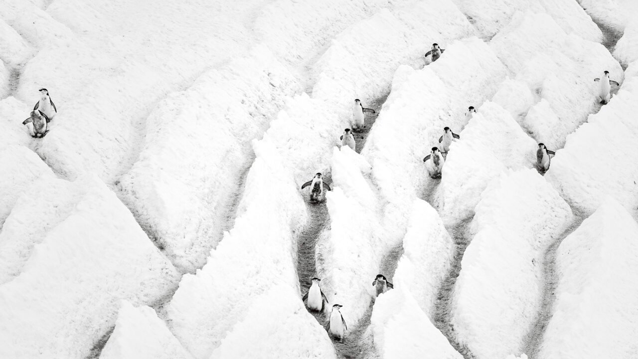 Penguin Highway | London Photography Awards
