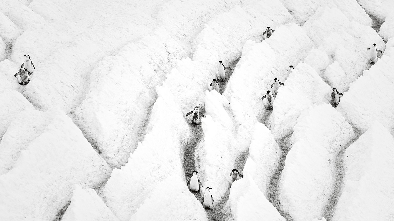 Penguin Highway | London Photography Awards