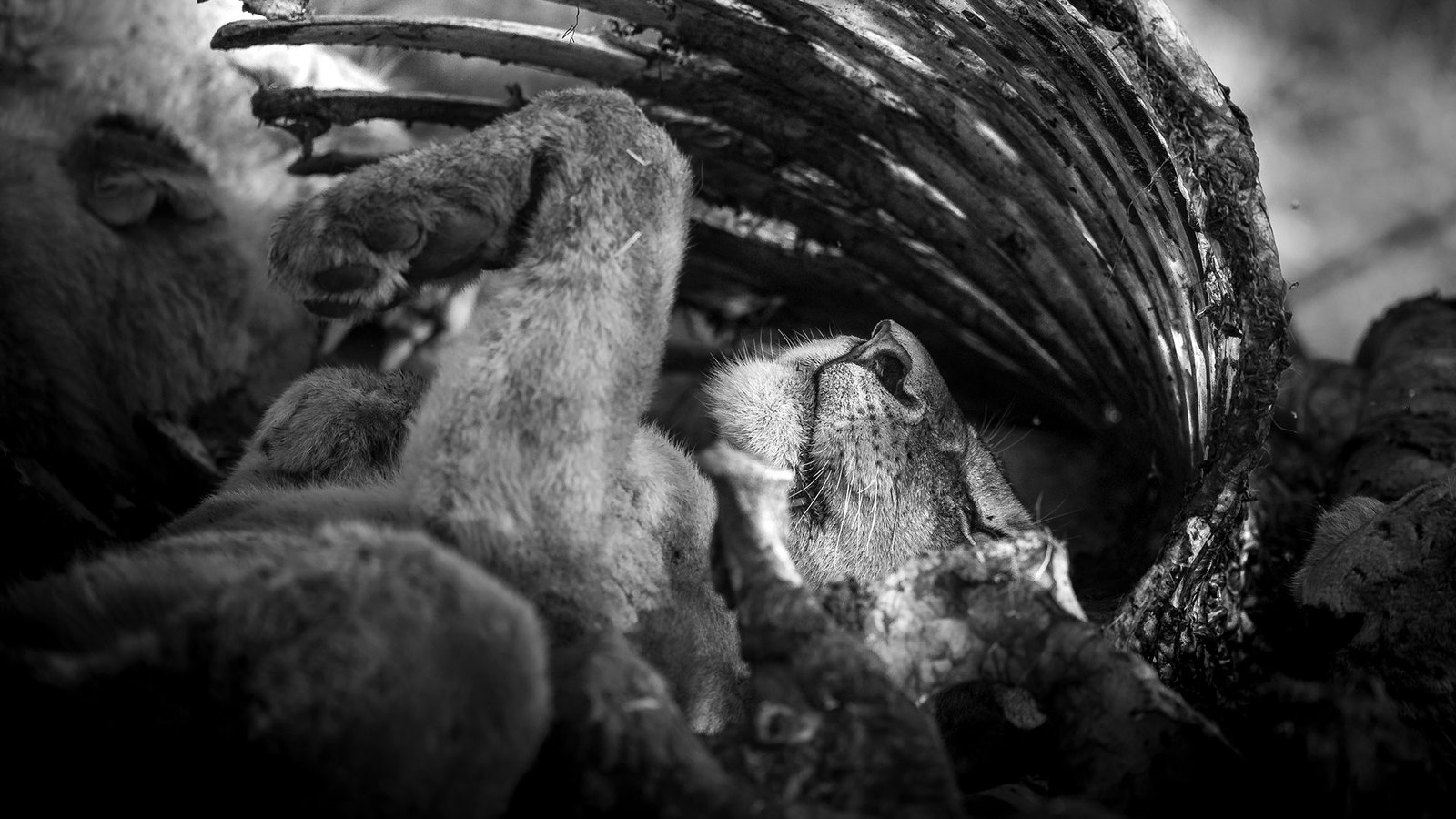 Repose