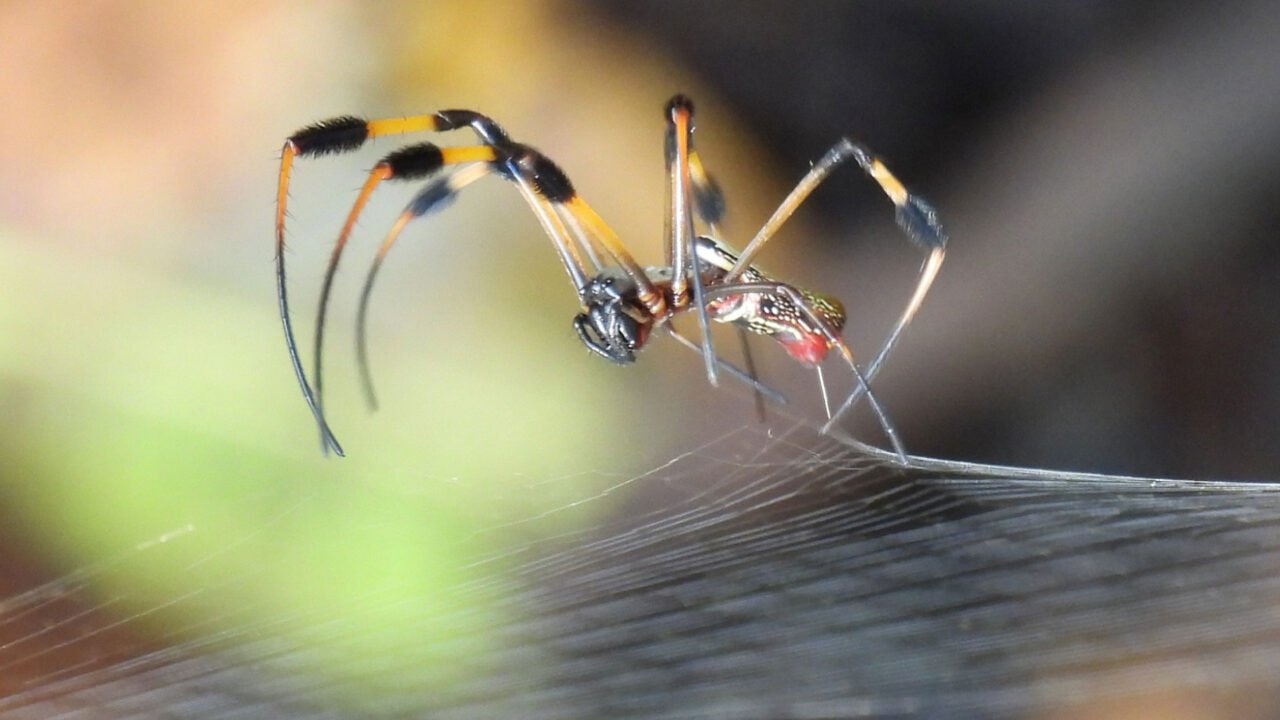 Web Released