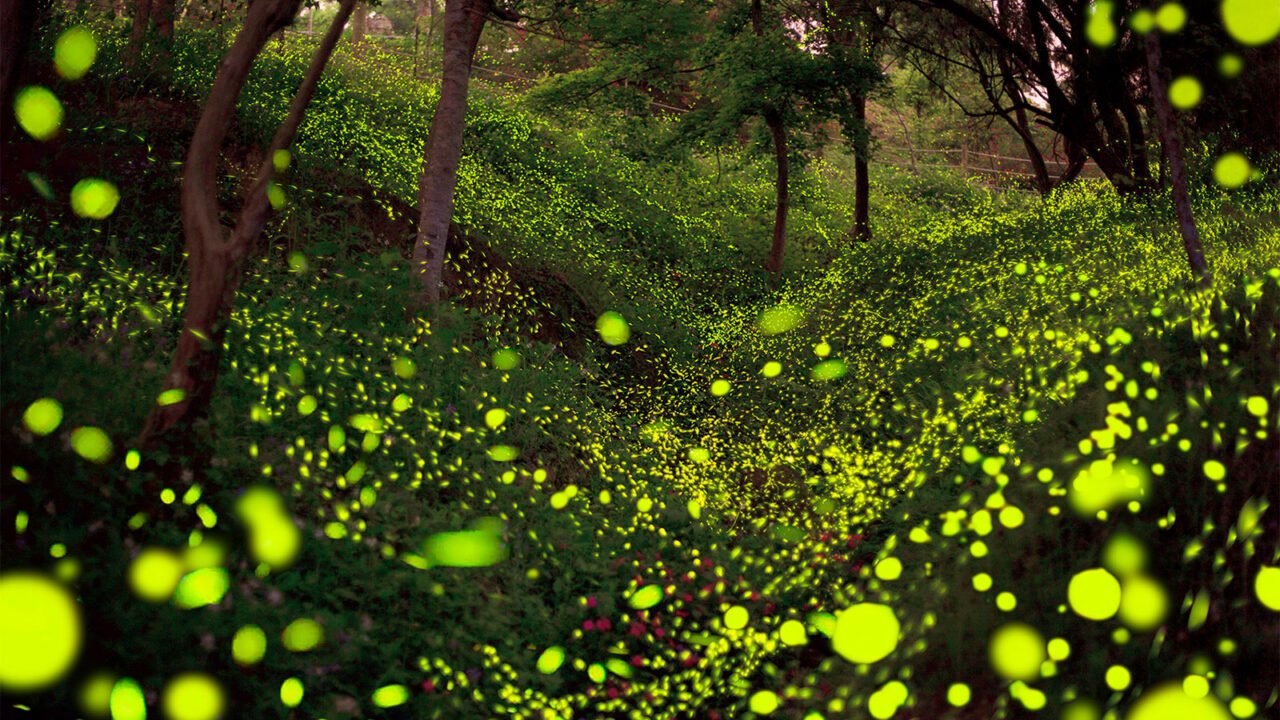 Summer Night Firefly Dance.