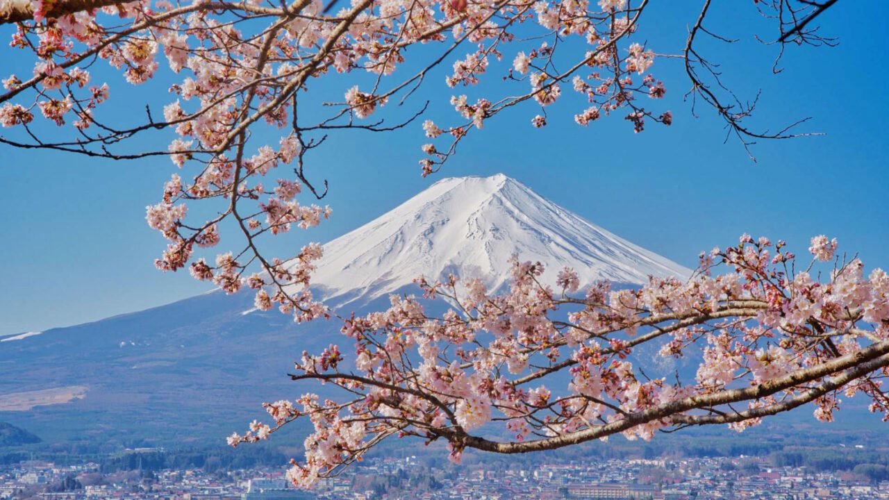 Mt. Fuji hugged by cherries Thumb