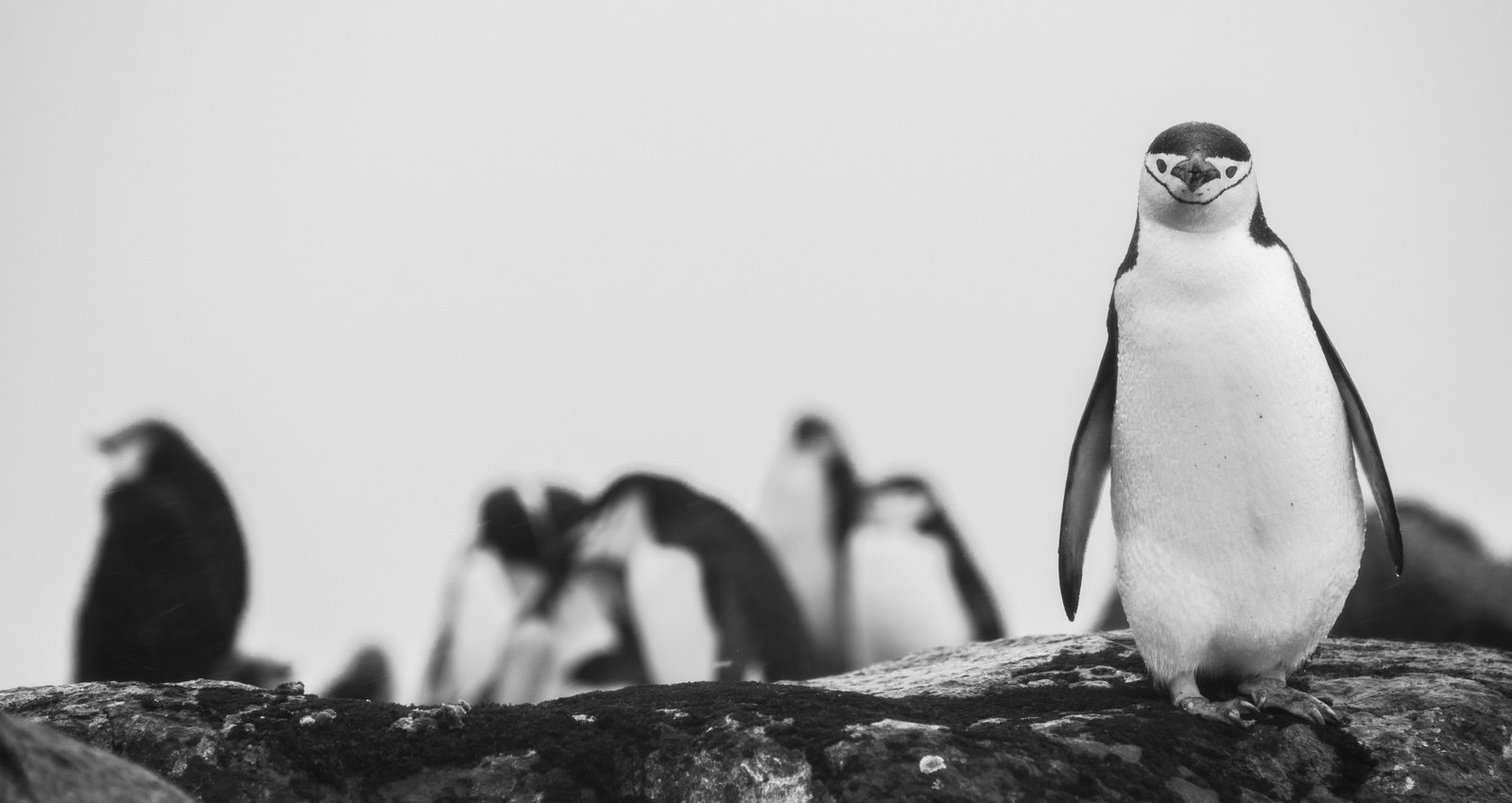 Antarctica in Five Acts | London Photography Awards