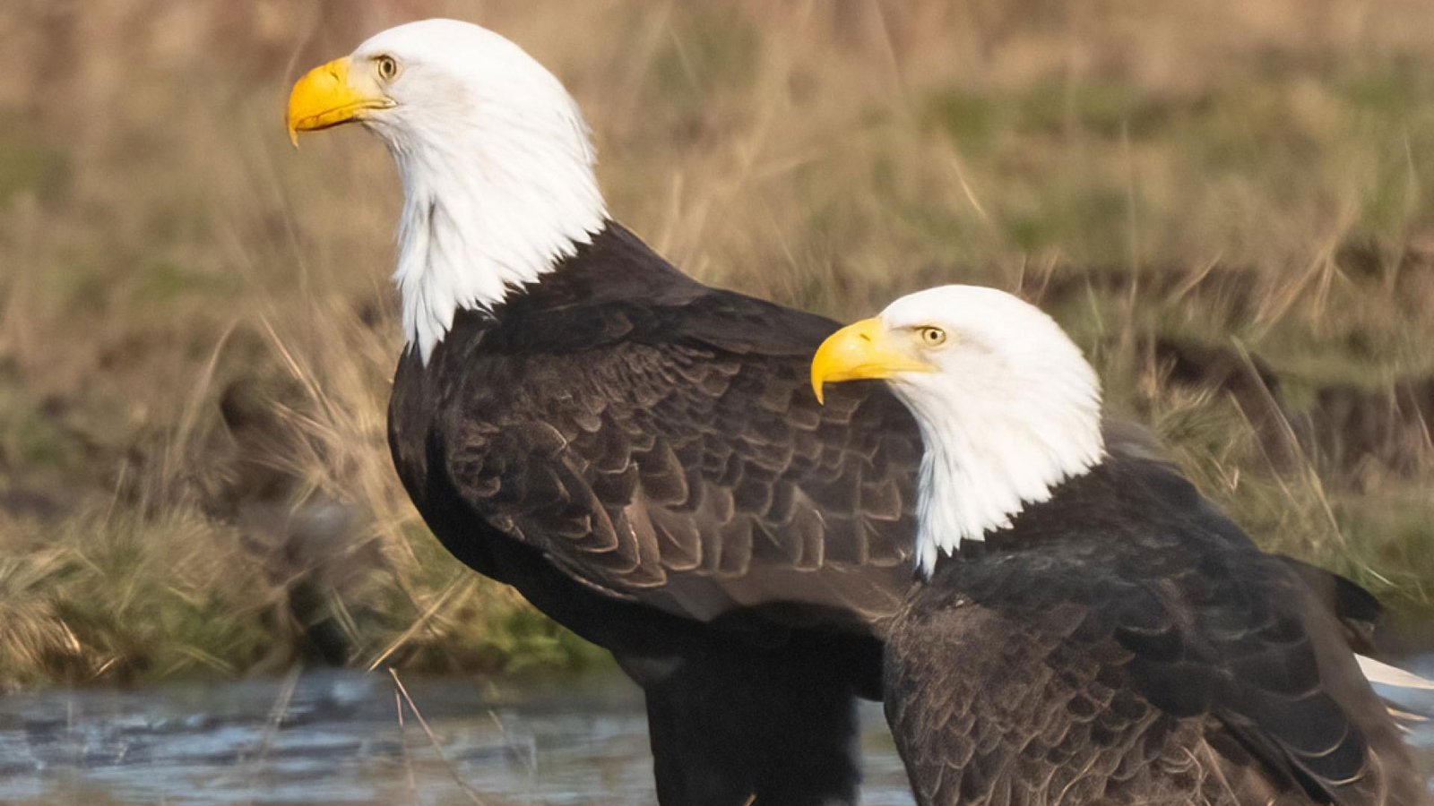 MPA-ernie-hayden-interesting-pair-of-eagles