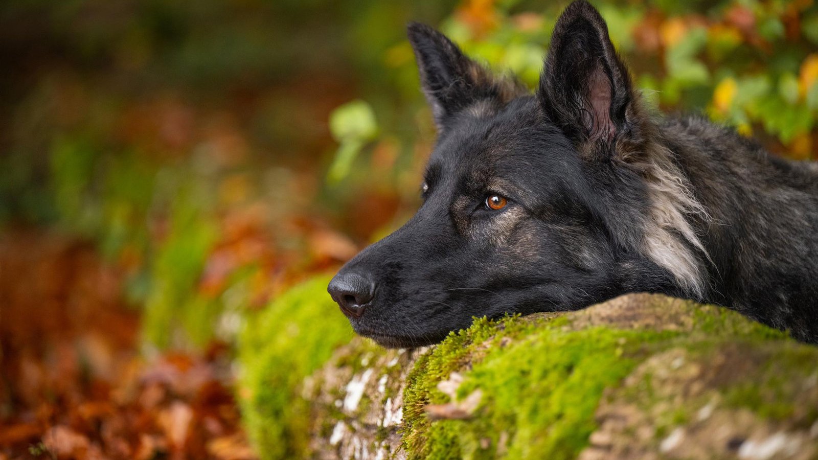 MPA-sara-bellwald-a-moment-of-peace-in-the-autumn-forest