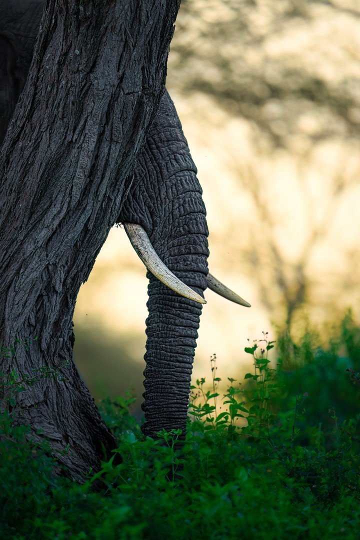 Peekaboo!