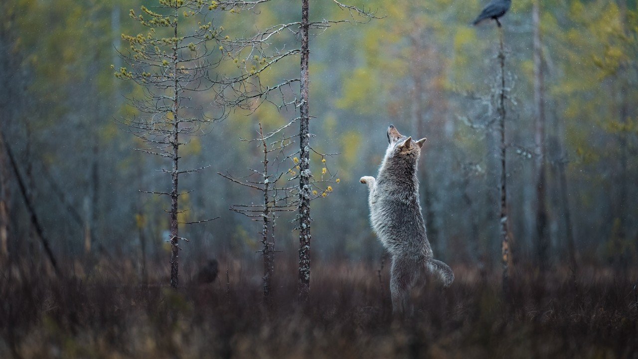 The Enchanted Wolf